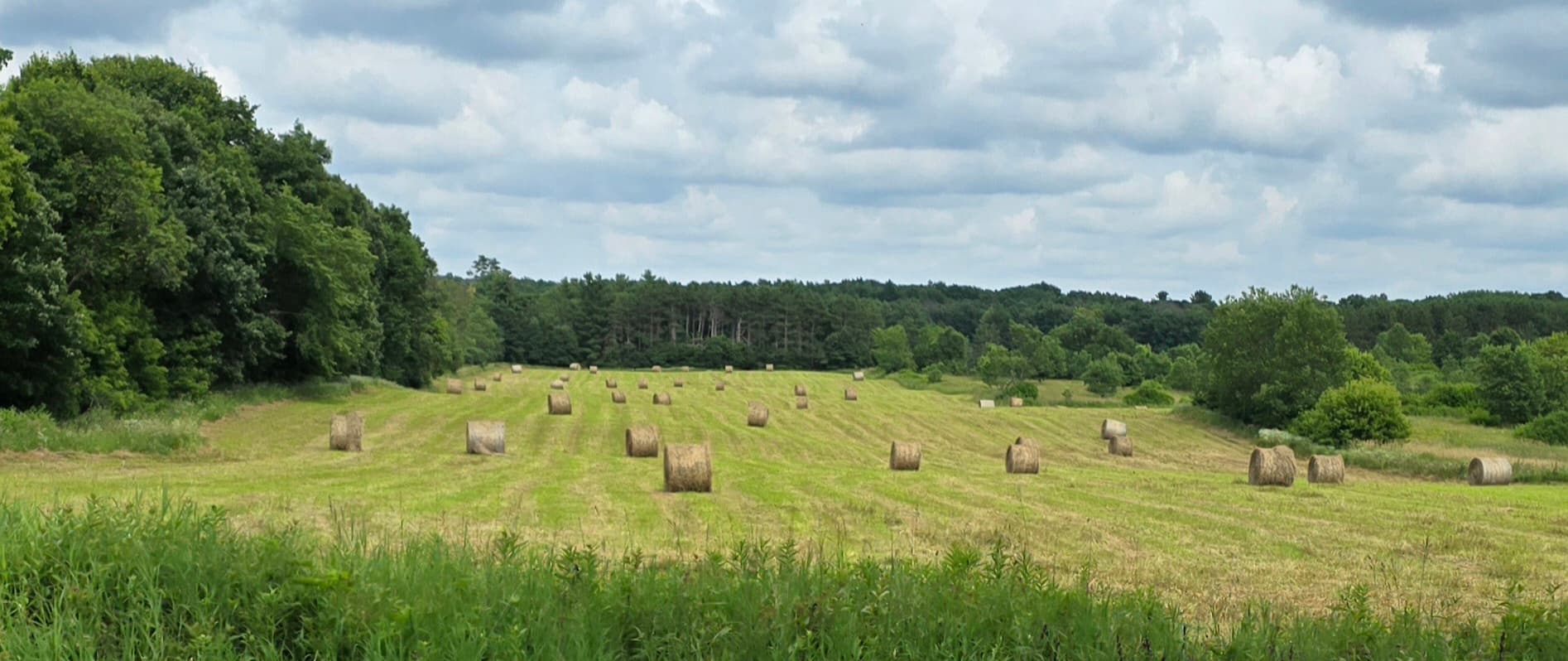 Cedardale Farm fields and cedar woods