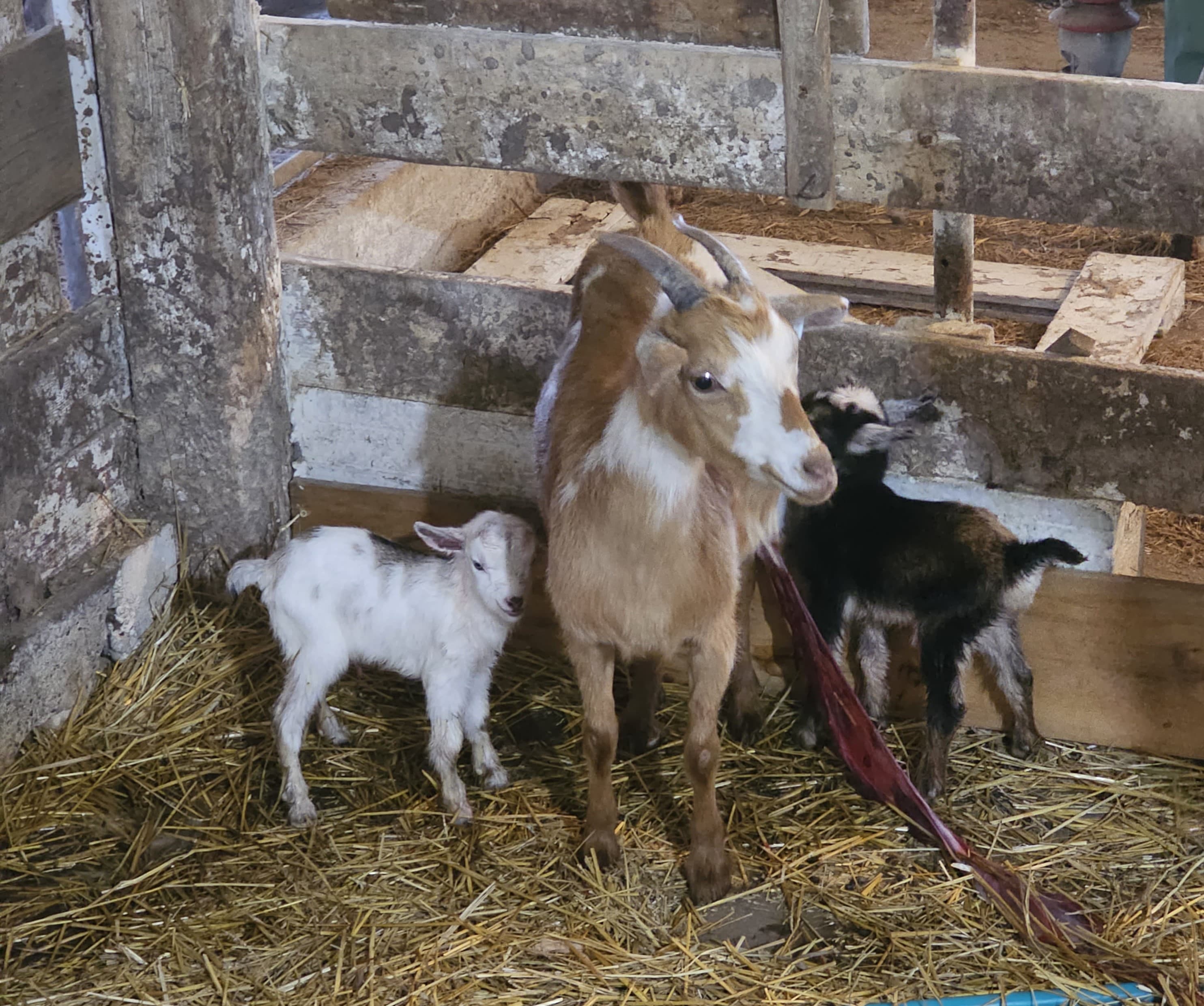 Resident goats at Cedardale Farm