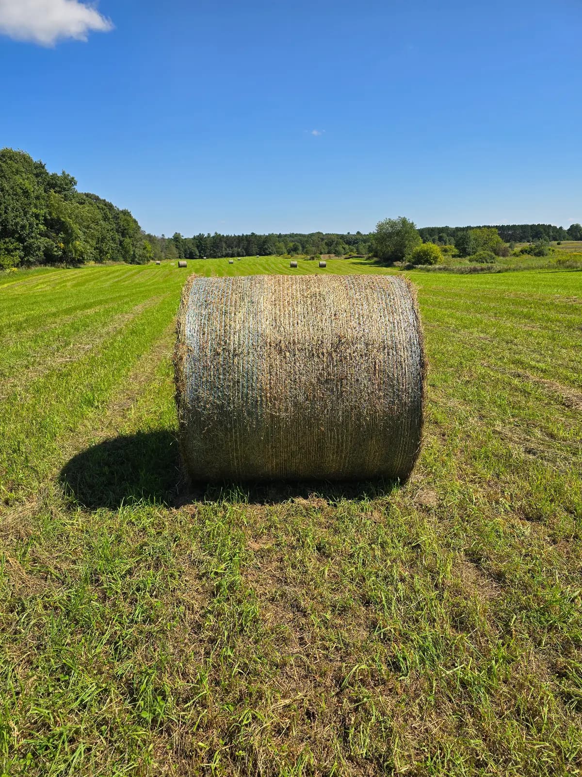 Net Wrapped 5'x5' Round Bales — Cedardale Farm