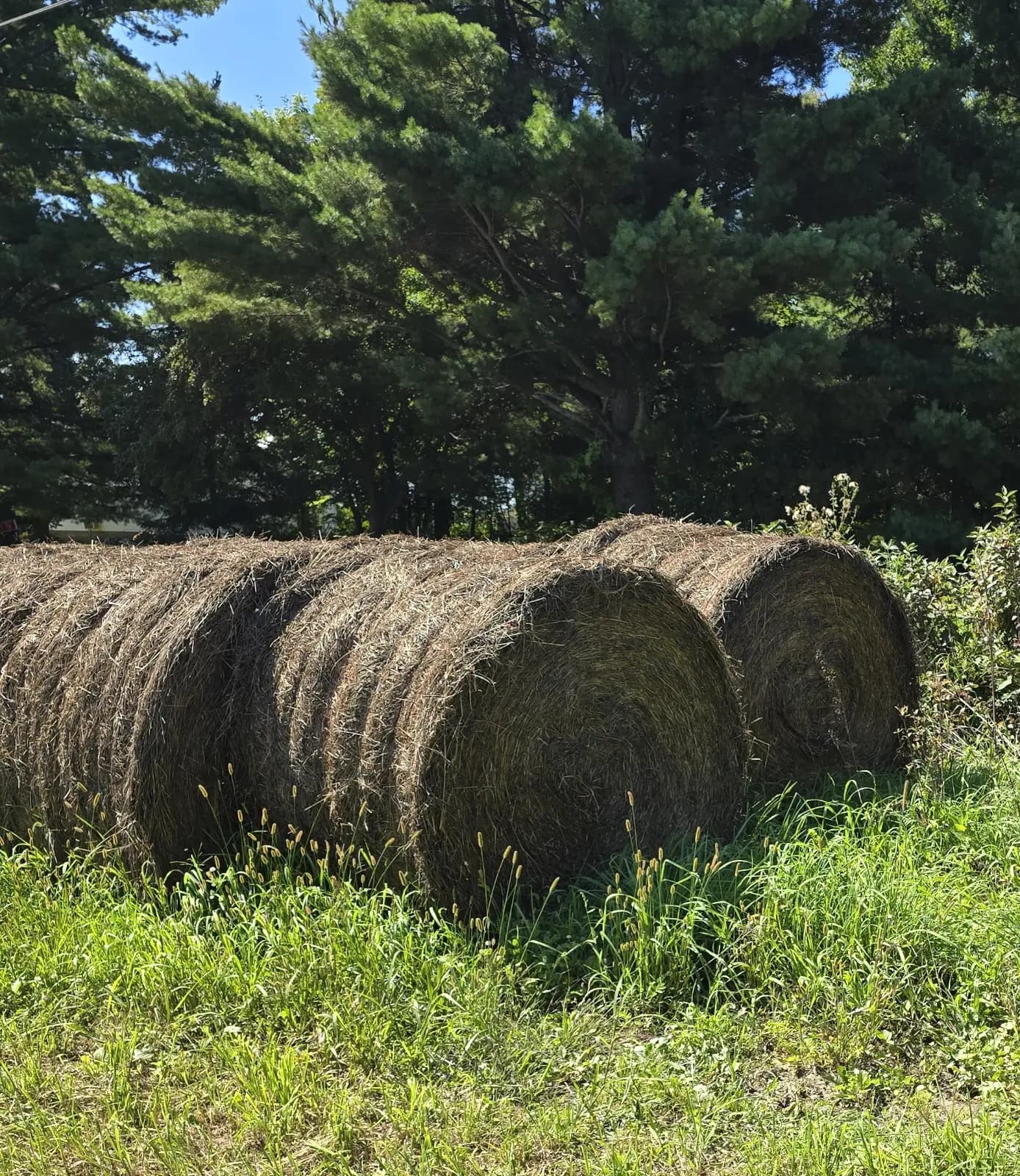String Wrapped 4'x5' Round Bales — Cedardale Farm